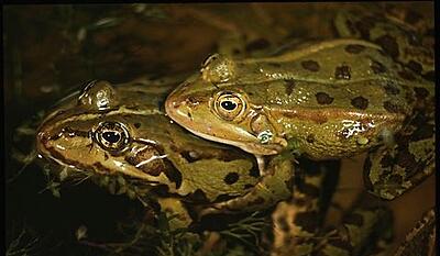 Paddernes forunderlige verden - de unge og de frække