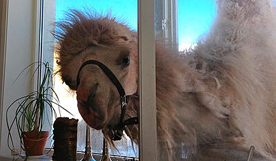 De arktiske kameler 1:3