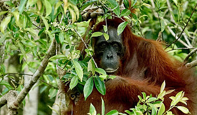 Palmeolie i orangutangernes land