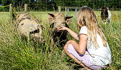 Josefines bondegård - 1. Grisebasserne