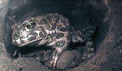 Paddernes forunderlige verden - vovehalsen