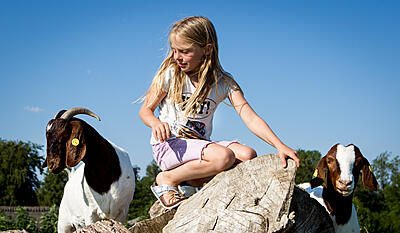 Josefines bondegård - 2. Gederne