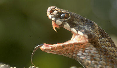 Den giftige : hugormen og dens naboer