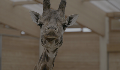 Livet og andre problemer