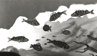 Aborresøen - Vinter