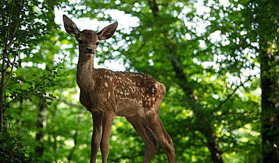 Bambi - livet i skoven