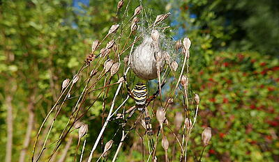 Edderskønne edderkopper - hvepseedderkoppen