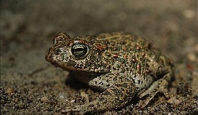 Paddernes forunderlige verden - vagabonden og den trofaste