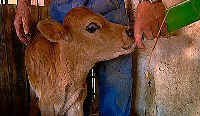 Tyrekalven Baldur (lang version)