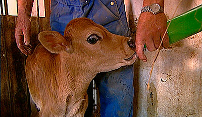 Tyrekalven Ferdinand (kort version)