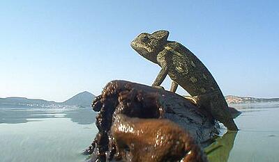 Kamæleonernes strand