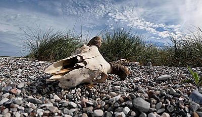 Den vilde natur i EU - kan den reddes?