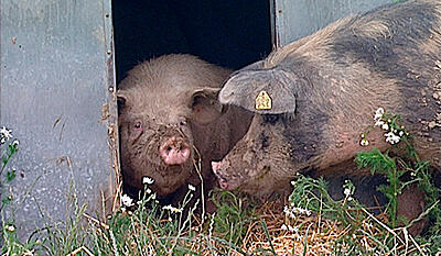 Pletsoen Stine (lang version)