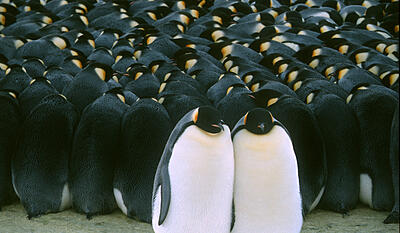 Pingvinmarchen