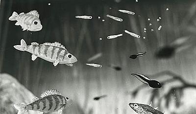 Aborresøen - Forår