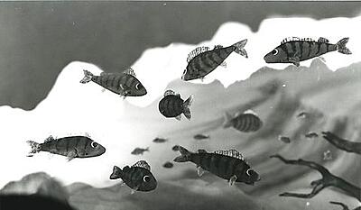 Aborresøen - Forurening