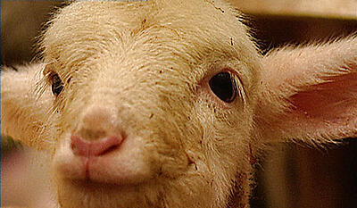 Fåret Colette (kort version)