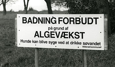 Spildevandet blomstrer