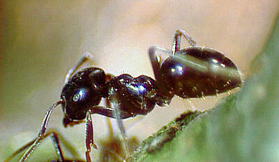 Safari Europa - Myre