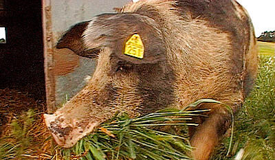 Stine, den plettede so (kort version)