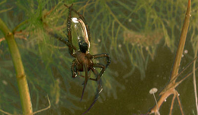 Edderskønne edderkopper - vandedderkoppen