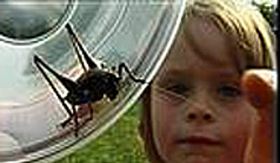 Pigen og græshoppen