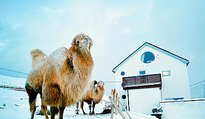 De arktiske kameler 2:3