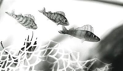 Aborresøen - Aborrens børn