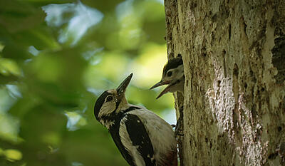Se skoven med nye øjne