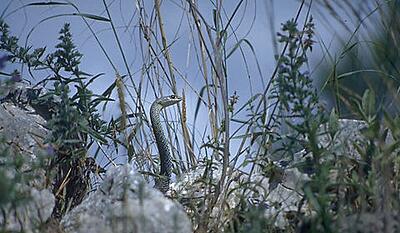 Den stolte - kongen af Provence - øglesnogen