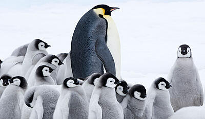 Pingvinmarchen 2