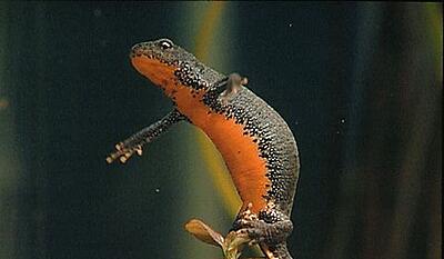 Paddernes forunderlige verden - elskovssalamanderen