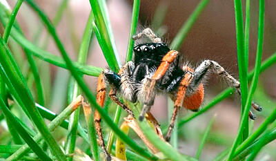 Edderskønne edderkopper - springedderkoppen