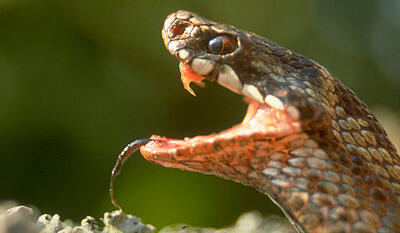 Safari Europa - Hugorm