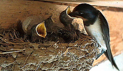 Safari Europa - Svale