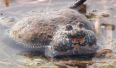 Paddernes forunderlige verden - musikanten og kartoffeltrolden