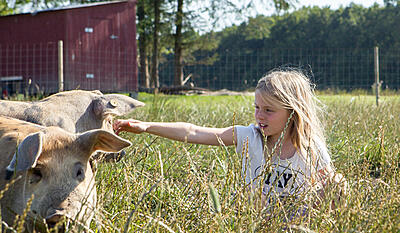 Josefines bondegård - 6. Griseslagtning