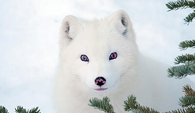 Kina & Yuk - et arktisk eventyr