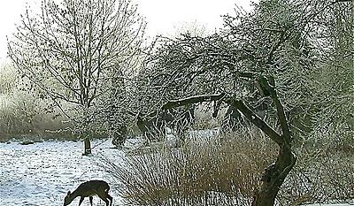 De små vilde 2:4 - Vinter