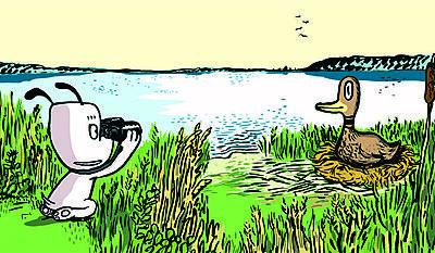 Hunden Ib - Ib hjælper en and