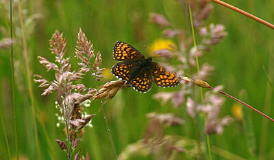 Organiseret vildskab
