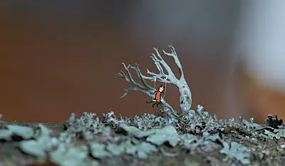 1 minut natur - min kat og mig