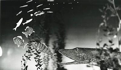 Aborresøen - Fødekæden