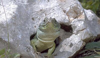 Den sjove - perleøglen