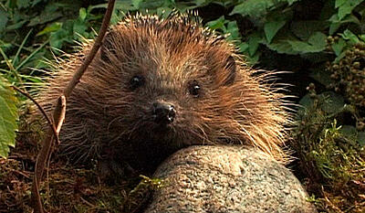 Safari Europa - Pindsvin