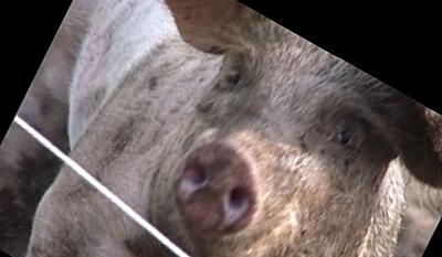 Dyrk din egen flæskesteg