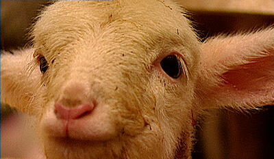 Fåret Colette (lang version)