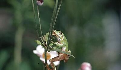 Paddernes forunderlige verden - akrobaten