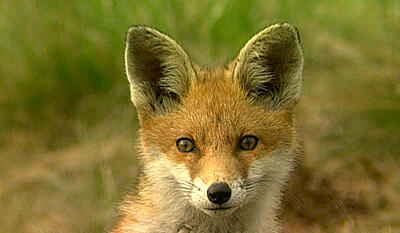 Safari Europa - Ræv