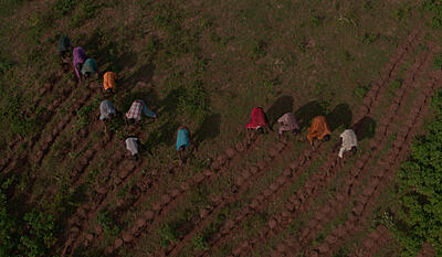 The great green wall